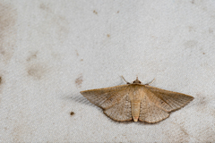 Banisia owadai