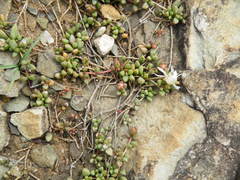 Delosperma subpetiolatum