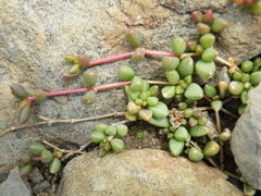 Delosperma subpetiolatum