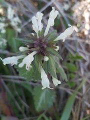 Lamium bifidum