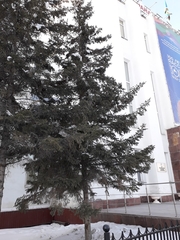Picea obovata