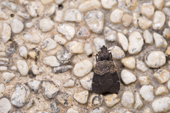 Hydrillodes nilgirialis