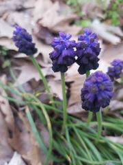Muscari commutatum