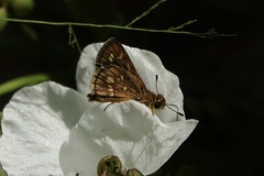 Taractrocera ardonia