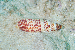 Mitra papalis