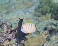 Chaetodon multicinctus