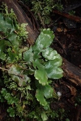 Marchantia foliacea