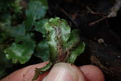 Marchantia foliacea