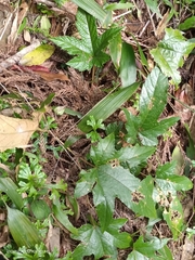 Rubus reflexus hui