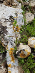 Gagea chlorantha