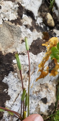 Gagea chlorantha