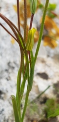 Gagea chlorantha