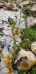 Gagea chlorantha