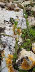 Gagea chlorantha