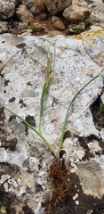 Gagea chlorantha
