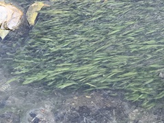 Vallisneria natans