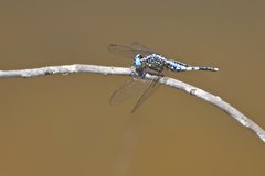 Acisoma attenboroughi