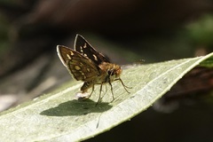 Taractrocera ardonia