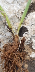 Gagea chlorantha