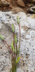 Gagea chlorantha