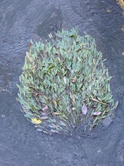 Potamogeton wrightii