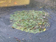 Potamogeton wrightii