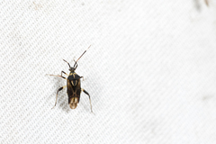 Diasemia