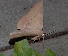 Monoctenia falernaria