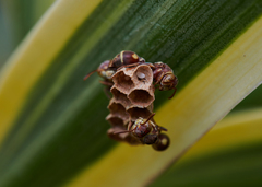 Ropalidia cyathiformis