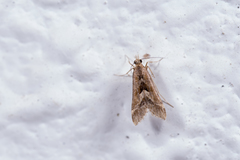 Diasemia