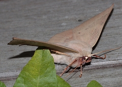 Monoctenia falernaria