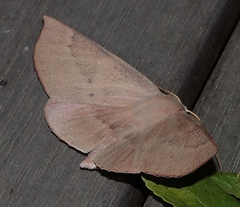 Monoctenia falernaria