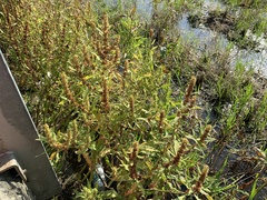 Rumex trisetifer