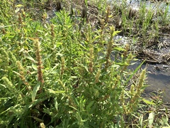 Rumex trisetifer