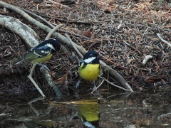 Periparus venustulus