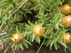 Helichrysum herbaceum