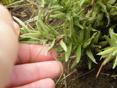 Helichrysum herbaceum