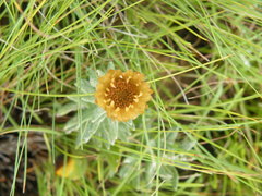 Helichrysum herbaceum