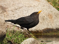 Turdus mandarinus