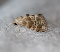 Eublemma glaucochroa