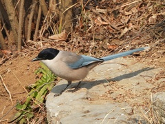 Cyanopica cyanus