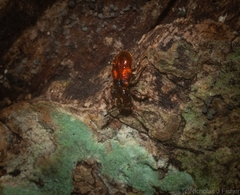 Apteropilo humerofuscus