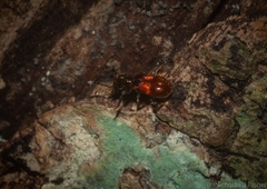 Apteropilo humerofuscus