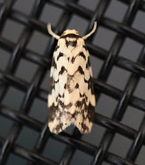 Goniosema anguliscripta