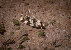 Barea eucapnodes