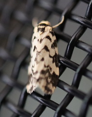 Goniosema anguliscripta