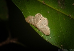 Idaea pilosata
