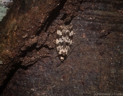 Barea eucapnodes