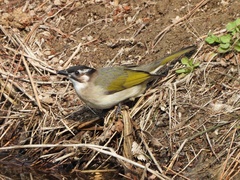 Pycnonotus sinensis