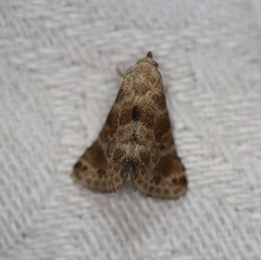 Eublemma glaucochroa